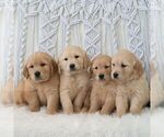 Small #1 Golden Retriever