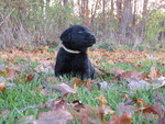 Small Photo #6 Labrador Retriever Puppy For Sale in FORT RECOVERY, OH, USA