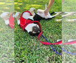 Small #7 American Pit Bull Terrier Mix