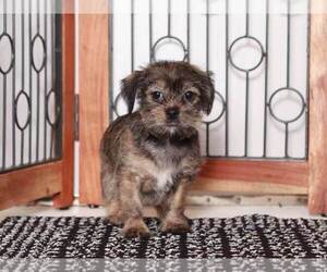 ShiChi Puppy for sale in NAPLES, FL, USA