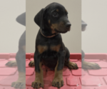 Small Photo #41 Doberman Pinscher Puppy For Sale in BEGGS, OK, USA