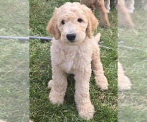 Goldendoodle Puppy for sale in BATTLE GROUND, WA, USA