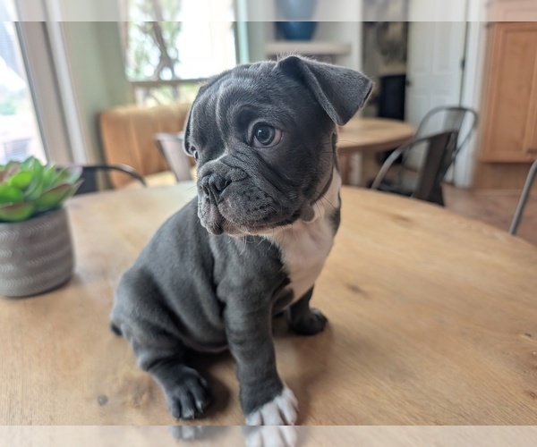 Medium Photo #5 Faux Frenchbo Bulldog Puppy For Sale in LAS CRUCES, NM, USA
