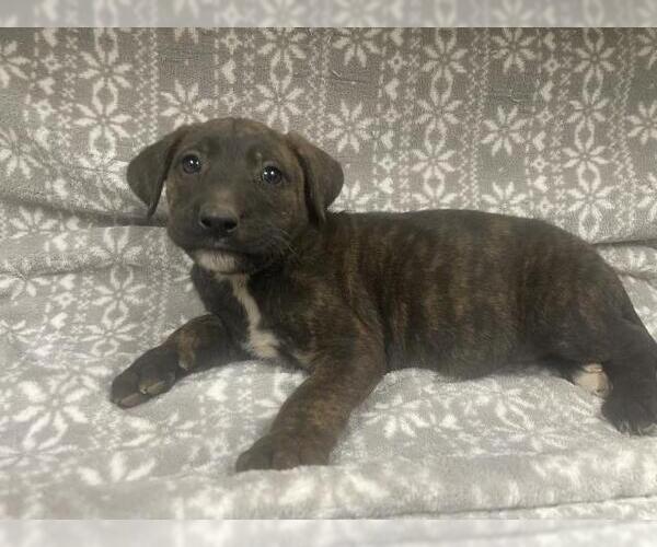 Medium Photo #1 Mutt Puppy For Sale in HESPERIA, CA, USA