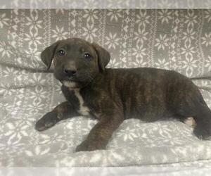 Mutt Dogs for adoption in HESPERIA, CA, USA