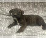 Small Mutt