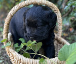 Small #2 Black Russian Terrier