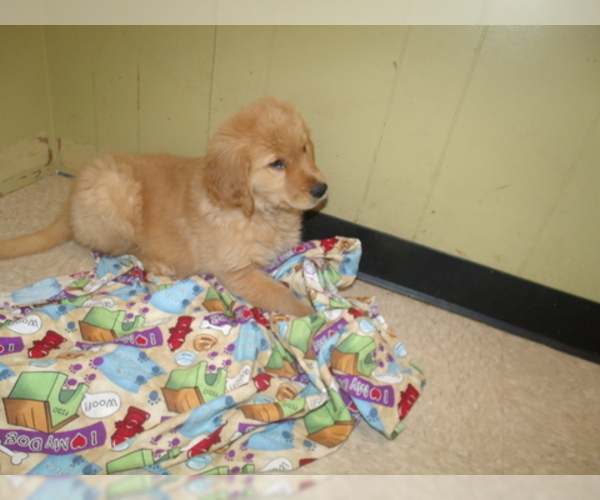 Medium Photo #6 Golden Retriever Puppy For Sale in PATERSON, NJ, USA