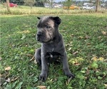 Small #3 Cane Corso