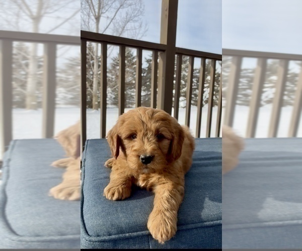 Medium Photo #22 Goldendoodle (Miniature) Puppy For Sale in RANDOLPH, WI, USA