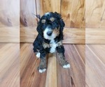 Small Photo #2 Miniature Bernedoodle Puppy For Sale in LAKE CITY, FL, USA