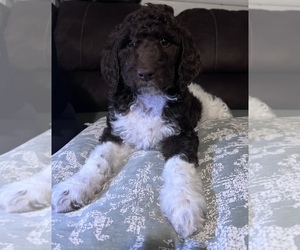 Goldendoodle Puppy for sale in WICHITA, KS, USA