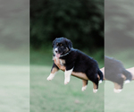 Small Photo #25 Australian Shepherd Puppy For Sale in ARODA, VA, USA