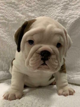 Medium Photo #2 English Bulldog Puppy For Sale in CHARLESTON, SC, USA