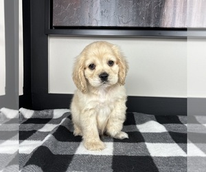 Cocker Spaniel Puppy for sale in FRANKLIN, IN, USA
