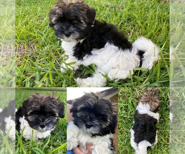 Medium Photo #1 Havashire Puppy For Sale in LAKE JACKSON, TX, USA