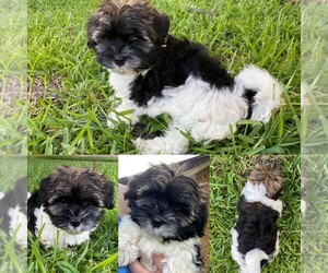 Havashire Puppy for sale in LAKE JACKSON, TX, USA