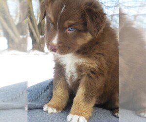 Australian Shepherd Puppy for sale in WILSON, NY, USA