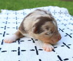 Small #5 Miniature Australian Shepherd