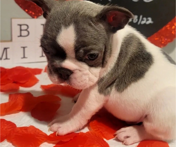 Medium Photo #2 French Bulldog Puppy For Sale in NORTHLAKE, TX, USA