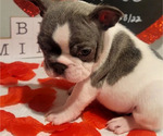 Small Photo #2 French Bulldog Puppy For Sale in NORTHLAKE, TX, USA