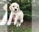 Small Photo #11 Goldendoodle Puppy For Sale in PINEHURST, NC, USA