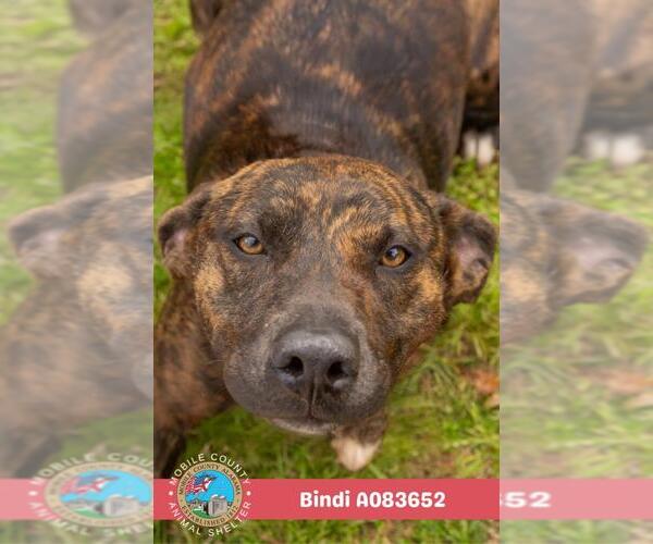Medium Photo #1 Plott Hound-Unknown Mix Puppy For Sale in Mobile, AL, USA