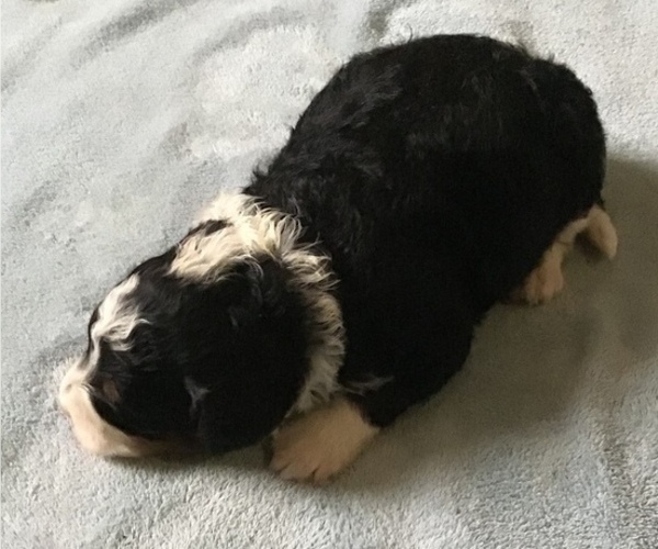 Medium Photo #2 Bernedoodle-Poodle (Standard) Mix Puppy For Sale in QUARRYVILLE, PA, USA