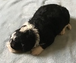 Small Photo #2 Bernedoodle-Poodle (Standard) Mix Puppy For Sale in QUARRYVILLE, PA, USA