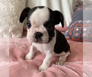 French Bulldog Puppy for sale in CHARLESTON, SC, USA