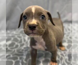 American Staffordshire Terrier-Unknown Mix Dogs for adoption in Lakewood, CO, USA