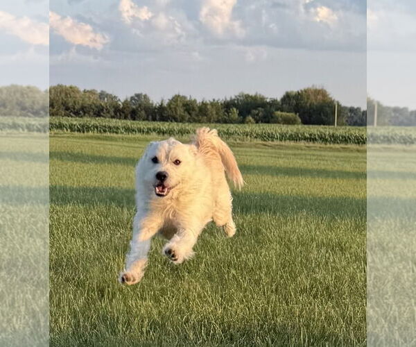 Medium Photo #2 Mutt Puppy For Sale in Estherville, IA, USA