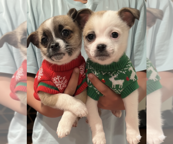 Medium Photo #1 American Eskimo Dog-Pug Mix Puppy For Sale in THOMASVILLE, NC, USA