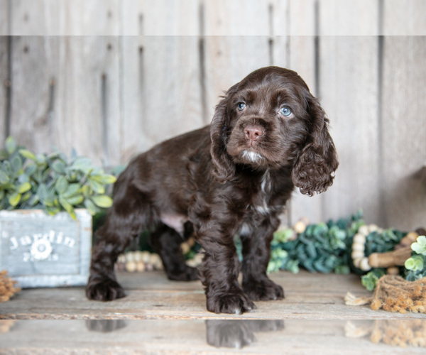 Medium Photo #8 Cocker Spaniel Puppy For Sale in BALTIC, OH, USA