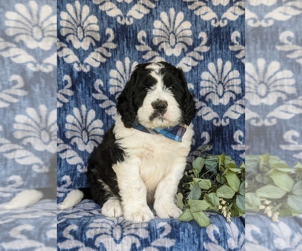 Medium Photo #1 Saint Berdoodle Puppy For Sale in OXFORD, PA, USA