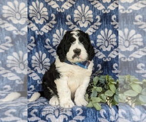 Saint Berdoodle Puppy for Sale in OXFORD, Pennsylvania USA