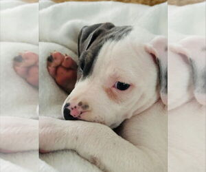 American Staffordshire Terrier-Unknown Mix Dogs for adoption in Holly Springs, NC, USA