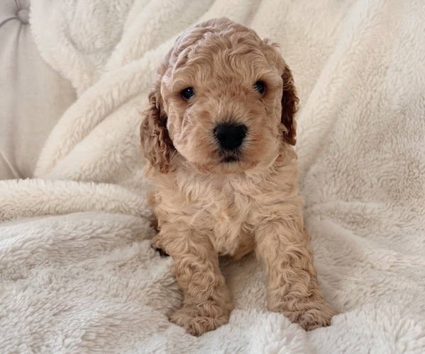Medium Photo #3 Cock-A-Poo Puppy For Sale in CONCORD, NC, USA