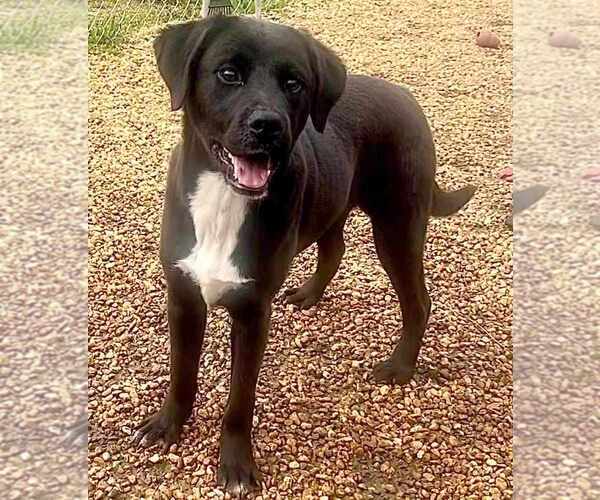 Medium Photo #2 Feist Terrier-Labrador Retriever Mix Puppy For Sale in Anniston, AL, USA