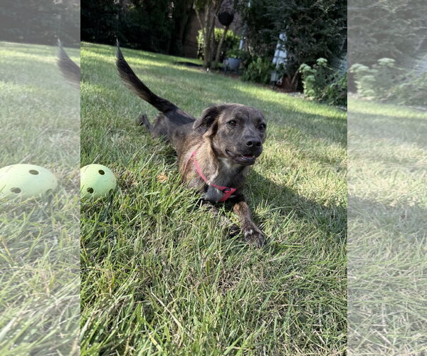 Medium Photo #6 Colonial Cocker Spaniel-Unknown Mix Puppy For Sale in Holly Springs, NC, USA
