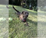 Small #5 Colonial Cocker Spaniel Mix