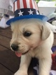 Small Photo #1 Golden Retriever Puppy For Sale in CENTERVILLE, UT, USA