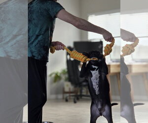 BLITZO - Male Labrador Retriever-Unknown Mix Dog for Adoption - Photo #4