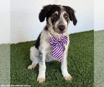 Small #1 Australian Shepherd Mix