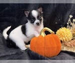 Sky - Female Chihuahua Puppy for Sale - Photo #18