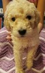 Small Photo #1 Goldendoodle Puppy For Sale in SACRAMENTO, CA, USA