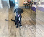 Small #4 Labrador Retriever Mix