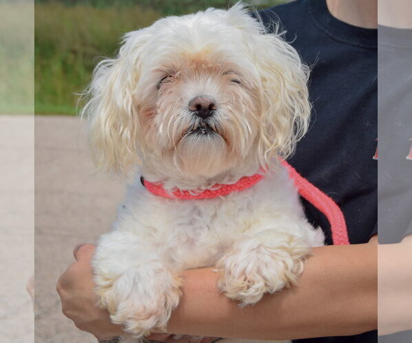 Medium Photo #4 Mal-Shi Puppy For Sale in Huntley, IL, USA
