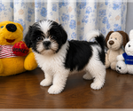 Image preview for Ad Listing. Nickname: Shih Tzus