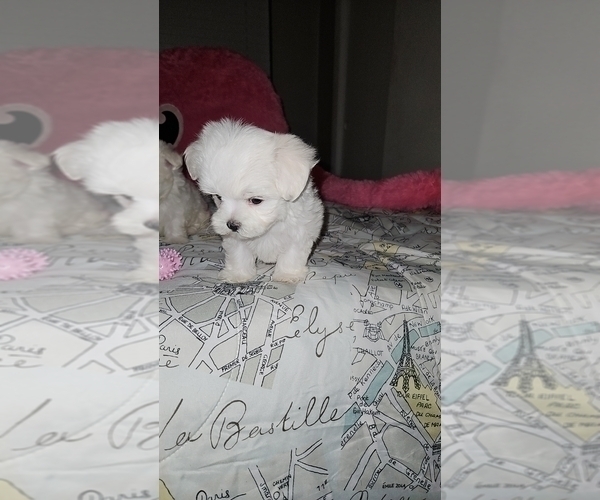 Medium Photo #1 Maltese Puppy For Sale in ORLANDO, FL, USA